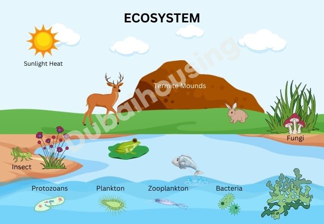 ECOSYSTEM