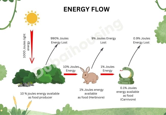 ENERGY FLOW