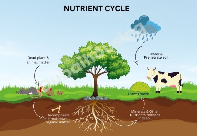 NUTRIENT CYCLE