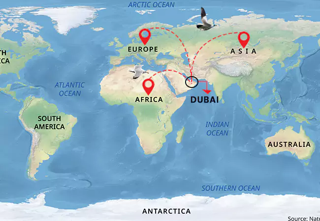 Role in the migratory route for birds